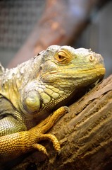 iguana