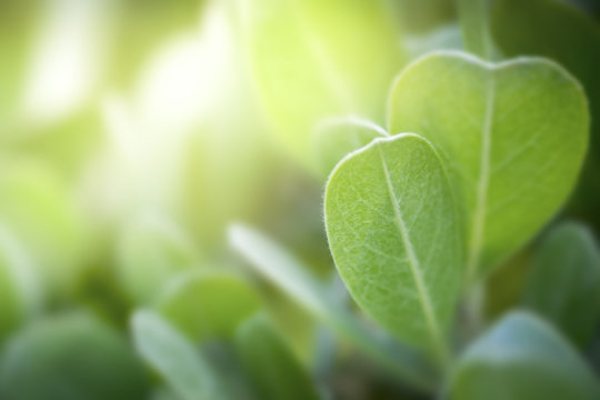 Fresh green leaves with copy space,
blurred bokeh and sunshine background in a garden, nature concept.