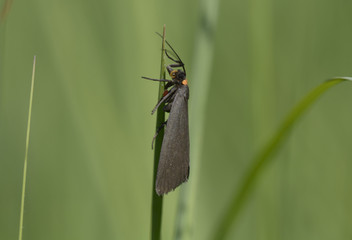 Black moth sitting on a plant  stem in front of blurred background. Lugi, Carpathians, Ukraine. June, 2018