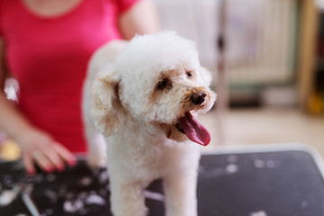 Cute white dog at salon. Enjoying while hairdresser brush his fur.