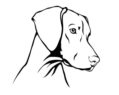 Magyar Vizsla - Ungarischer Vorstehhund