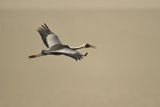 White naped crane bird flying