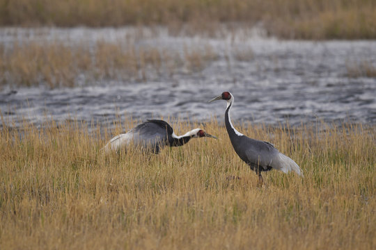 Two White naped crane bird china