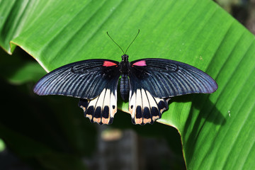 The Great Mormon butterfly on banana leaf , Red with white and orange color  stripe on black wing of tropical insects

