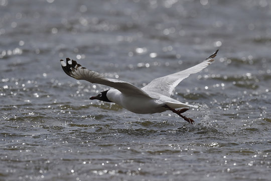 Central asian gull china
