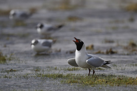 Central asian gull china