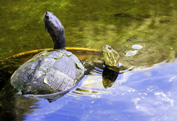 Cuban slider (Trachemys decussata), turtle native to Cuba - Peninsula de Zapata National Park /...