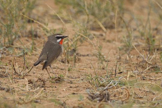 Siberian rubythroat china