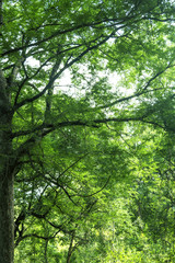 Obraz premium Green tree background