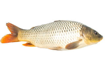 fish sazan on white background