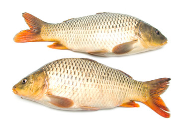 fish sazan on white background