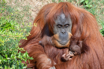 An Orangutan holding a baby