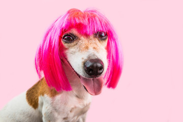 Funny cunning suspecting dog face in bright pink wig