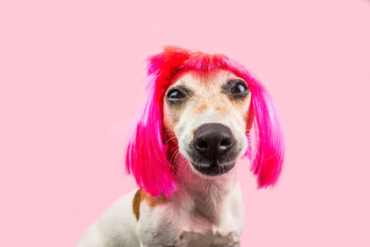 Adorable dog portrait in pink wig. Cool big nose