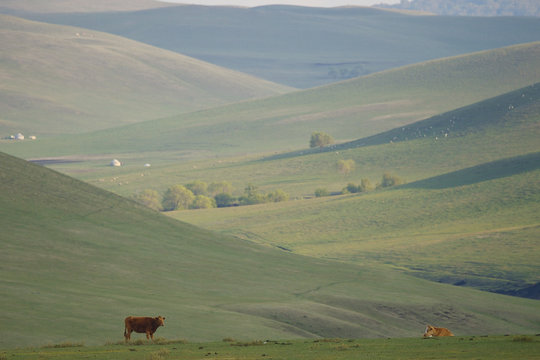 Landscape inner mongolia