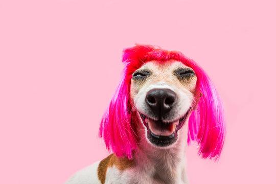 Happy adorable smiling dog in pink wig. satisfied laughing pet face
