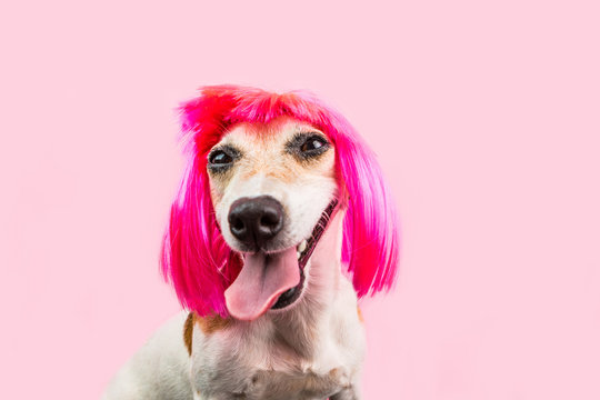 Happy adorable smiling dog in pink wig. satisfied laughing pet face with long tongue