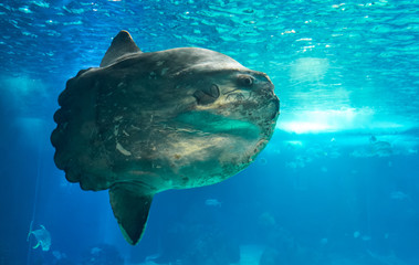The ocean sunfish or common mola (Mola mola) in the Lisbon Oceanarium in Portugal. - obrazy, fototapety, plakaty