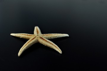 Close up of a yellow starfish isolated on black background. Front view, selective focus, copy space
