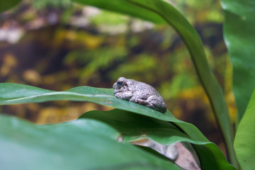 Common toad Bufo bufo on green leaf. Lisbon Oceanarium. Portugal.