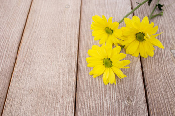 Obraz premium yellow flowers
