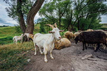 Obraz premium White goat among goats and sheep in nature