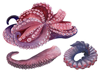 Octopus set in watercolor