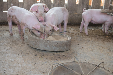 Piglets are eating food on the farm.