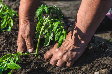 Farmer hands with seedlings to plant the vegetable farm. Spring gardening and organic farming concept.