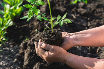 Farmer hands with seedlings for planting in the garden. Work in spring, gardening and organic farming concept.
