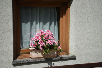 Fototapeta na wymiar finestra pianta fiori 