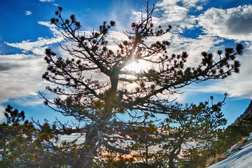 Green spruce on the background of a beautiful sunset in the snowy mountains