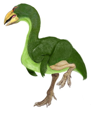 ディアトリマ。6500万年前恐竜絶滅後に出現した鳥類。恐鳥類と呼ばれる巨大な肉食鳥。ガストルニスと呼ばれる恐鳥類と同一とも言われる。第3紀前期の北米・ヨーロッパに君臨した。体高は2メートルを超える。大きな嘴と鋭い爪を持つ。イラストは全身再現骨格に基づくオリジナル。