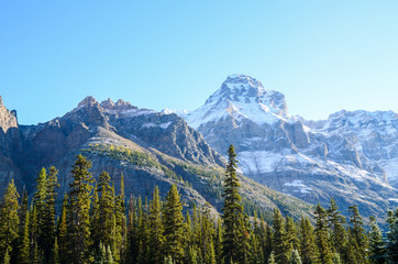 秋のカナディアンロッキー　朝のヨーホー国立公園の山並みと黄葉（ヨーホー国立公園／レイク・オハラ・エリア　カナダ・ブリティッシュコロンビア州）
