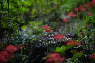 岩の前の彼岸花