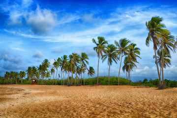 Fototapeta premium Beach on the Caribbean Sea. Beautiful palm tree, sea, blue sky.