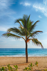 Plakat Beach on the Caribbean Sea. Beautiful palm tree, sea, blue sky.