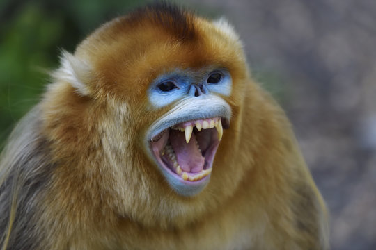 Close up of golden snub nosed monkey in forest