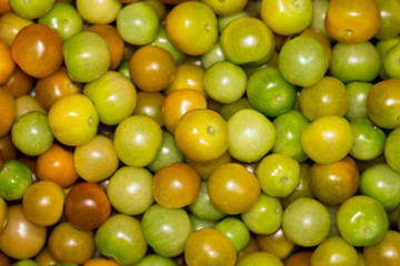 Colorful tomato queen