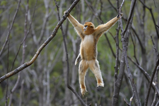 Golden Snub nosed Monkey