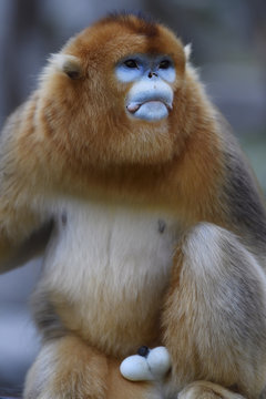 Golden snub nosed monkey, Foping Nature Reserve, China
