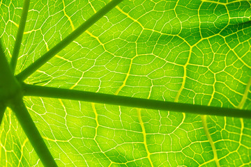 Green leaves pattern background, Natural background