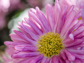 Fototapeta premium Wunderschöne blühende Chrysanthemen bei Chrysanthema
