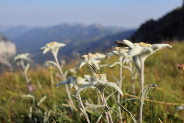 Edelweißblumen in der Gebirgslandschaft