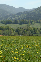 Obraz premium Frühlingswiese in Bayern