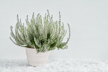 White calluna vulgaris or common heather flowers in white flower pot. Copy space