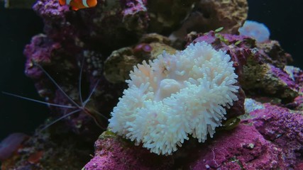 Clown fish in the anemone on the colorful healthy coral reef. Underwater footage.
