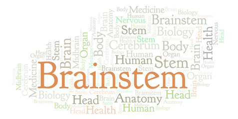 Brainstem word cloud.