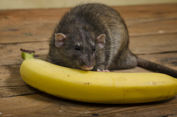 Rat is eating a banana.