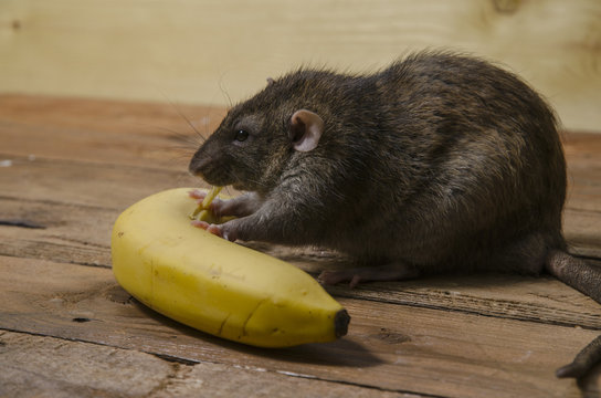 Rat is eating a banana.
